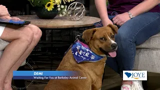 "Demi" is our Pet of the Week - $25 Takes Her Home from Berkeley Animal Center