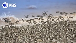 Mesmerizing Sandpipers Hunt... While Being Hunted