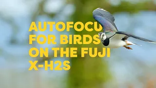 My Autofocus settings for Birds on the Fujifilm X-H2S, so far