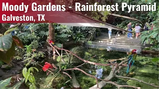 Moody Gardens Rainforest Pyramid | Galveston, TX