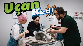 Hırçın uçan kedi elimizden kaçtı ‼️‼️mobilyaları kırdık çıkarmak için 😫