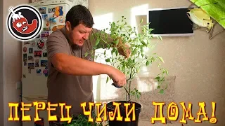 Тля на перце чили и борьба с ней. Результат пока не ясен.