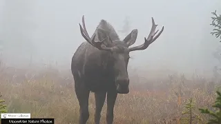 Do You Want to Watch a Giant Bull Moose Grow Up? #giantbull