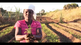 Farmer led irrigation development in Africa Teaser