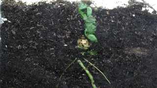 Time Lapse of Pea Plant From Seed - Photomorphogenesis With Premature De-Etiolation