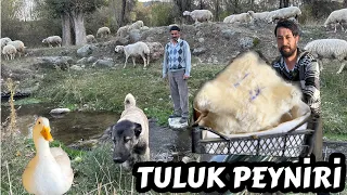 TULUK PEYNİRİ !!! YAVRU KÖPEKLERE İSİM KOYUYORUZ / KUZU BABAMI BIRAKMIYOR