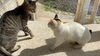 Indoor cat meets outdoor cat