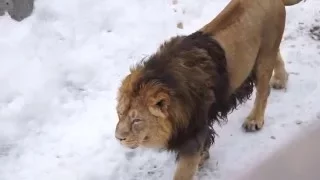 Хозяин московского зоопарка