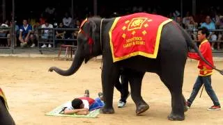 IOI 2011 - The Elephant Show - Massage