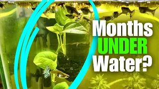 Pothos Underwater in Aquarium for MONTHS?!?