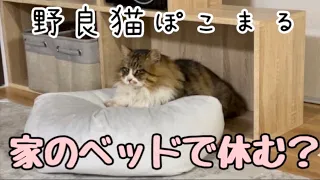 野良猫ぽこまる 初めて家のベッドで休む？！