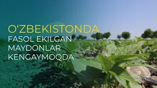 🎋 O‘ZBEKISTONDA FASOL EKILGAN MAYDONLAR KENGAYMOQDA