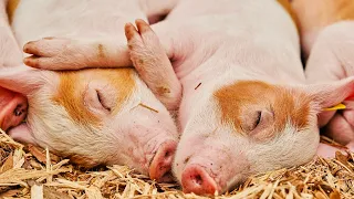 Чем кормить свиней,Без химии,для быстрого роста на старте.