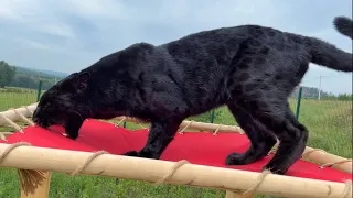 Barrel and red roof for panther Luna😁🐆(ENG SUB)