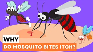 Mechanism of a Mosquito Bite : Why Do Mosquito Bites Itch?