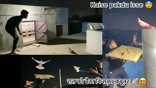 रात को लाइट 💡जला कर कबूतर पकड़ा 🥰 !! Inshallah try to catch pigeon at night 🕊