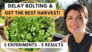 CILANTRO HARVEST - How to Harvest Cilantro (Coriander) & Stop Bolting !