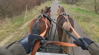 Zweispänner mit kleinen Ponys 😍 #notalking #asmr