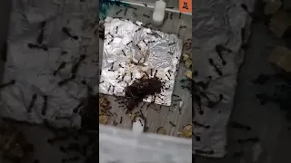 Tetramorium Bicarinatum Feeding | Pavement Ants