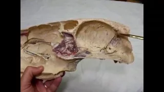 Sagital section of the skull by dr khaled shoghy