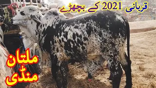 Multan Cow Mandi Kubsuraat Cholistani or Ablag Bachryy|part#2 | 23 Jan ki latest update Qurbani 2021