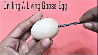 Drilling A living Goose Egg to Save the Duck Baby Inside The Shell || DUCK EGG RESCUE