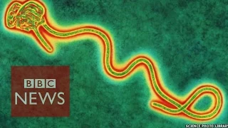 Did pharmaceutical companies "ignore" Ebola for 40 years? BBC News