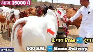 2 गाय फ़्री 👍 12 लीटर दूध की गाय 15000₹ से कम में ✅ 14 Tharparkar Sahiwal Cholistani Cow Videos #cow