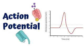 Action Potential Animation