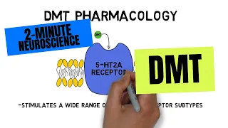 2-Minute Neuroscience: DMT