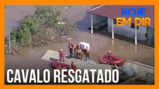 Bombeiros resgatam cavalo que estava isolado em telhado de Canoas (RS)