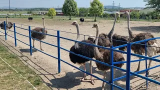 СТРАУСЫ и ДЕЛЬФИНЫ Экскурсия на ФЕРМЦ и БОЛЬШОЙ УТРИШ в Дельфинарий Заказ экскурсий 8 (928)206-24-26