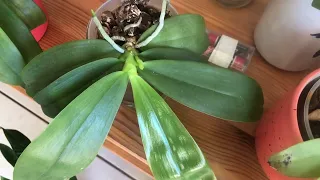 Windowsill Orchids in September