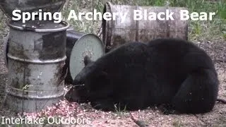 2013 spring archery bear - Interlake Outdoors