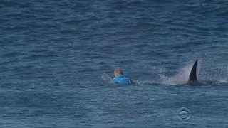 Watch: Surfer fights off shark