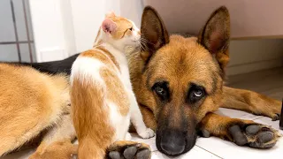 Kitten shows love to a German Shepherd