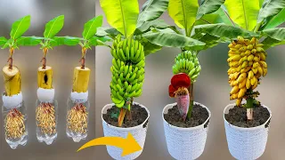 How To Grow Banana Trees From Banana Fruit | Growing Banana Plant From Banana Fruit Lot Of Fruits