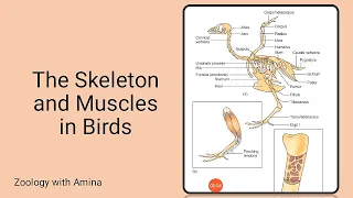 Skeleton and muscles of birds | Skeletal adaptations for flight in birds