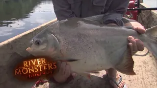 The Piranha's Angry Relative | PACU | River Monsters