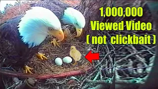 man put a chicken egg into an eagle nest. This is how things turned out for the chick.Viral video