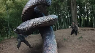 The snake catcher used many methods to roll the giant snake into a twist and catch the snake