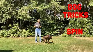 The Easy Way to Train Your Dog to Spin in a Circle