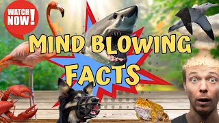Mind Blowing Facts You didn't know before| Factopedia Episode -17 #facts #factopedia