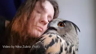 Sometimes an owl can be really sweet and gentle. Tenderness of an eagle-owl.