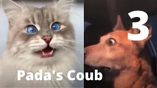 💌Best Coub Приколы V3 - BEST CUBE PADA'S COUB Part 3 - 🌊Memes Cube Compilation