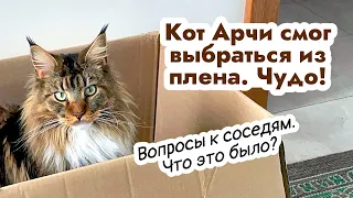 Кот Арчи выбрался из плена. Чудесное спасение!