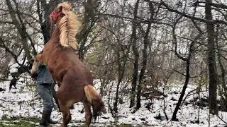 Коні Ваговози.Провідали пана Івана.Коні на Продажу.Потомство Гуліпана.Коні в Україні🐴🐴🐴🇺🇦🇺🇦