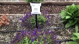 Young's Plant Farm Salvia Dark Matter