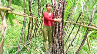 Harvesting Purple Sugar Cane Go To Countryside Market Sell, Grow Vegetable || Free Bushcraft