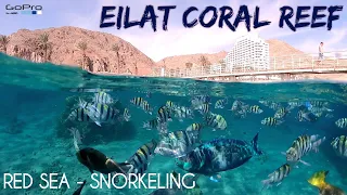 EILAT ISRAEL - SNORKELING IN THE RED SEA - GOPRO